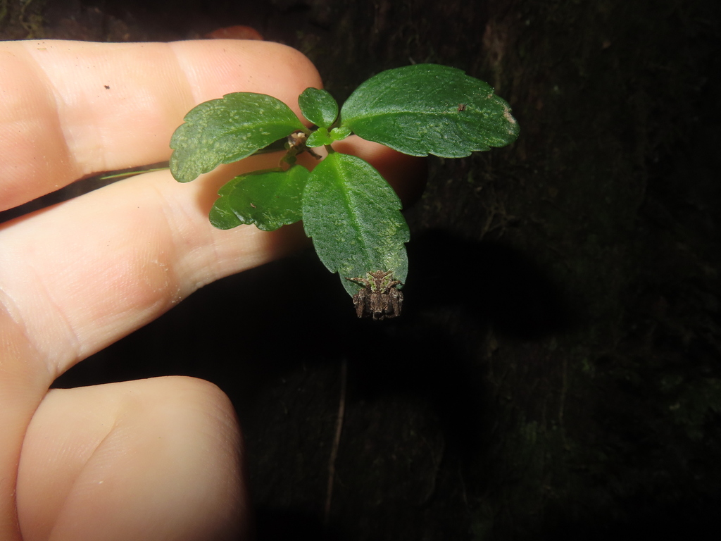 Coenypha antennata