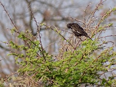 Bubalornis niger niger