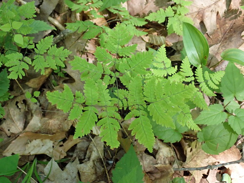 northern oak fern
