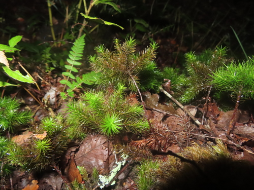 giant moss (Dendroligotrichum dendroides)