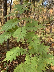 Sorbus aucuparia