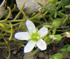 Arenaria ciliata