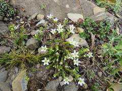 Arenaria ciliata