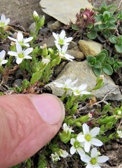 Arenaria ciliata