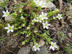 Arenaria ciliata