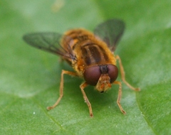 Parhelophilus