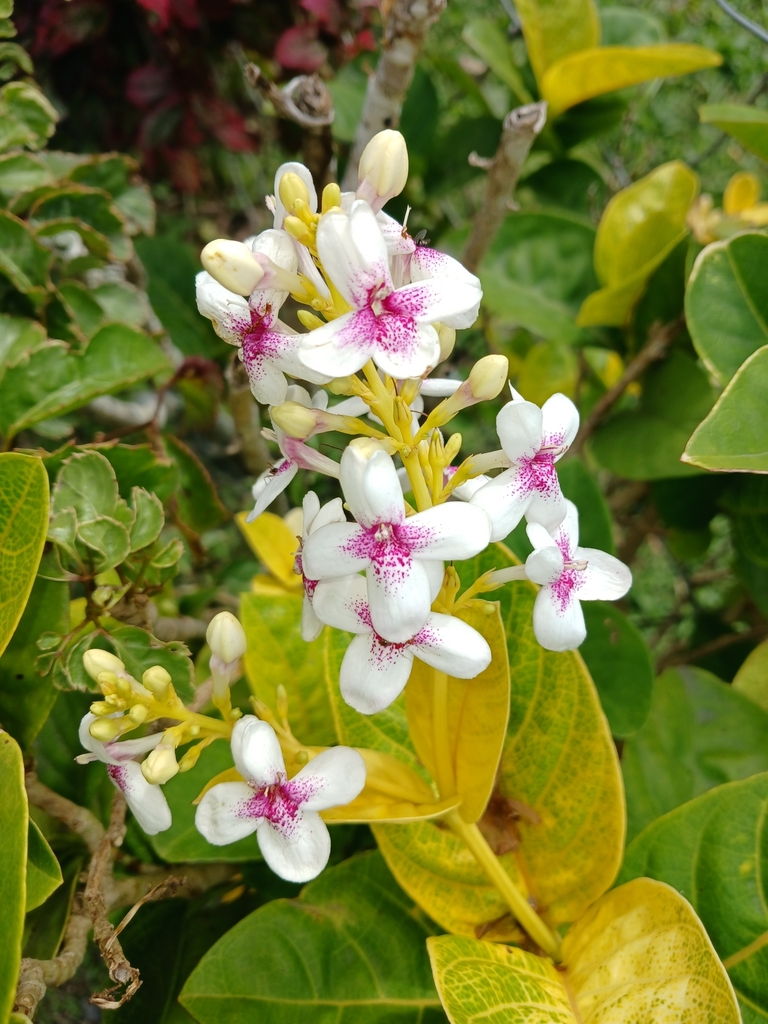 Pseuderanthemum maculatum, Inave Tapere, Arorangi, Cook Islands