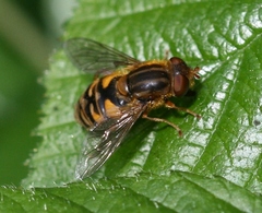 Parhelophilus