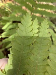 Osmunda claytoniana