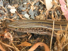 Robust Ctenotus photo 4