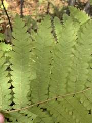 Osmunda claytoniana