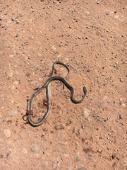 Masticophis taeniatus taeniatus