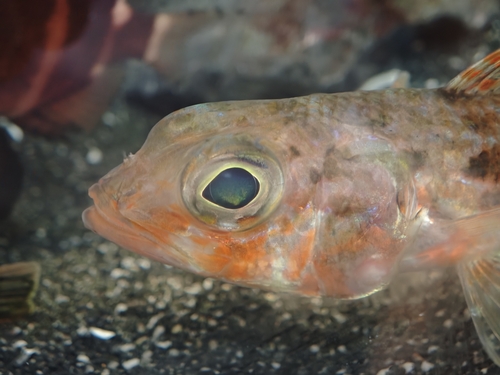 Japanese aulopus (Hime japonica) — Aulopidae