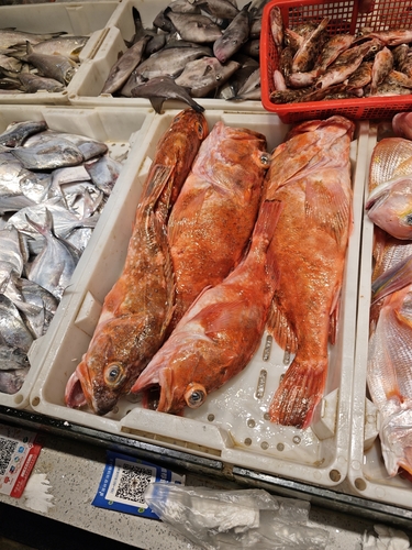 Spotted rockfish (Sebastiscus tertius) — Sebastidae — 5