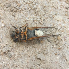 Massospora platypediae