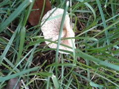 Candolleomyces candolleanus