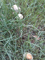Candolleomyces candolleanus