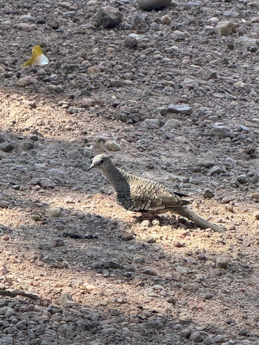 Scaled Dove