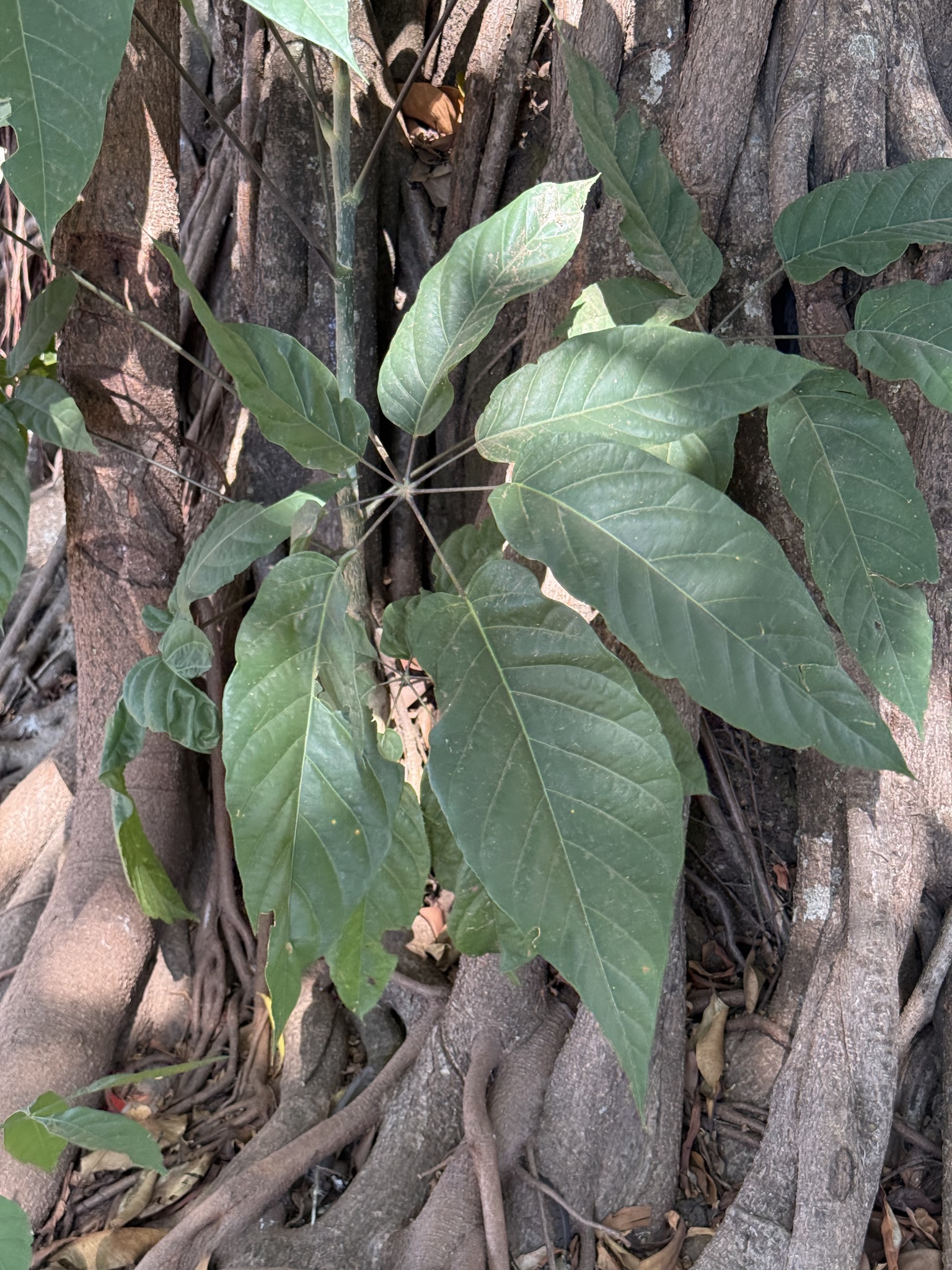 Didymopanax morototoni
