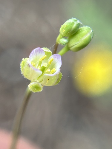 pioneer rockcress (Boechera platysperma)