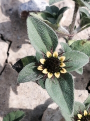 Sanvitalia ocymoides