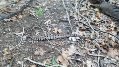 Sistrurus miliarius streckeri