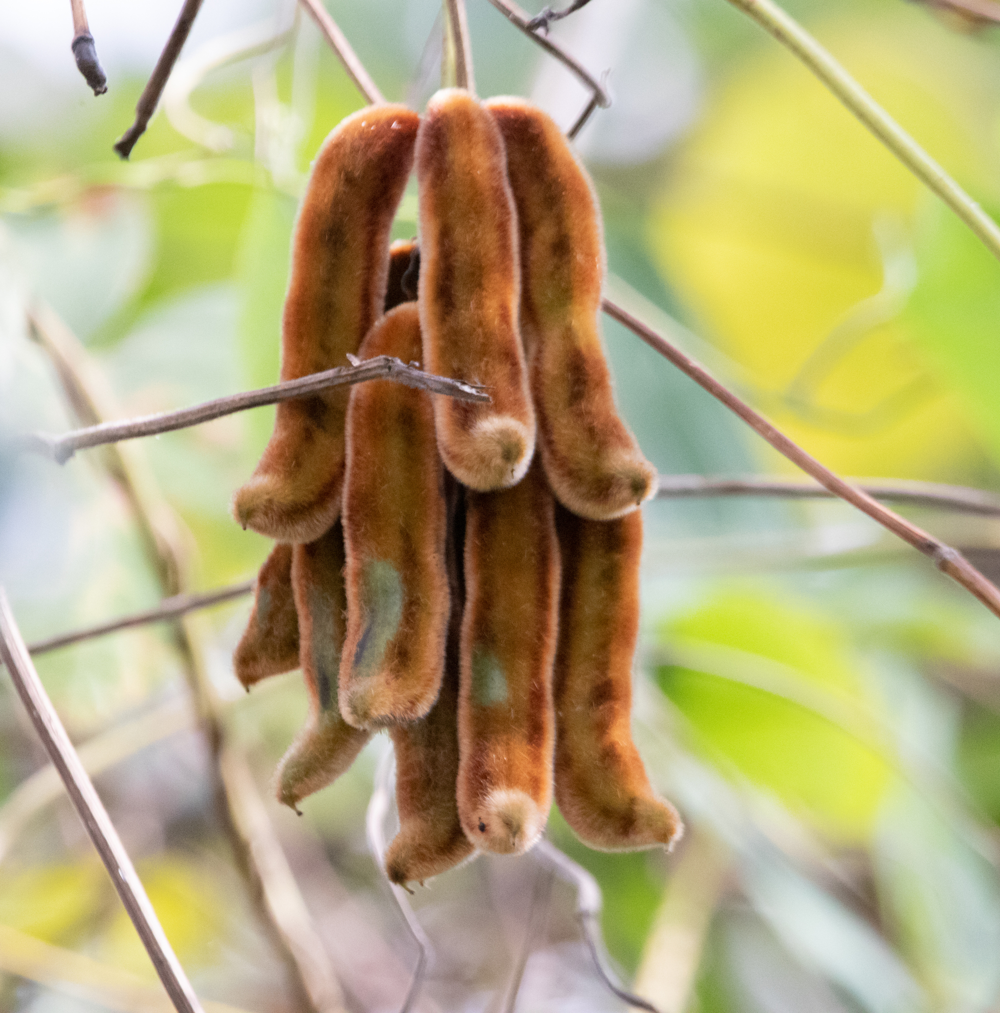 Mucuna pruriens