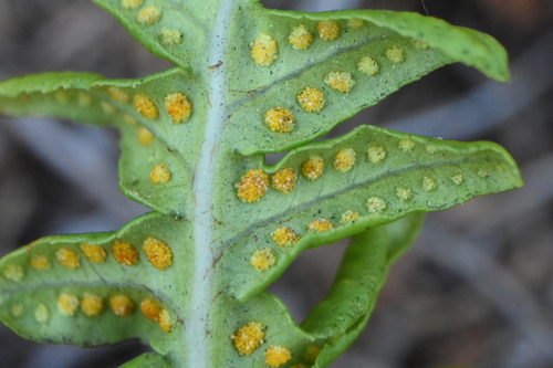 Nested Polypody (Polypodium calirhiza)