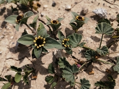 Sanvitalia ocymoides