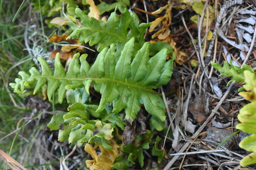 Polypodium calirhiza, photograph 6