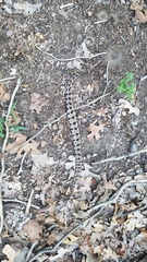 Sistrurus miliarius streckeri