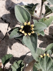 Sanvitalia ocymoides