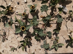 Sanvitalia ocymoides