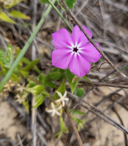Rio Grande phlox (Phlox glabriflora)