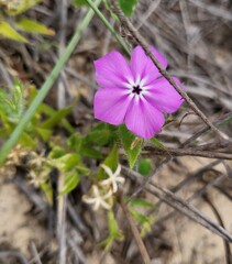 Phlox glabriflora, photograph (c) Nicole, some rights reserved (CC BY)