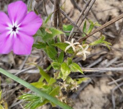 (c) Nicole, some rights reserved (CC BY) Phlox glabriflora, photograph (c) Nicole, some rights reserved (CC BY)