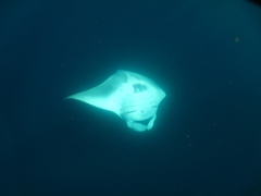 Mobula birostris