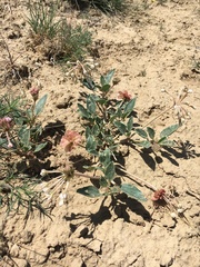 Tripterocalyx carneus