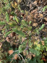Picea glauca