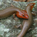 Broad-headed Skink - Photo (c) John Sullivan, some rights reserved (CC BY-NC), uploaded by John Sullivan