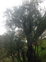 Olea europaea