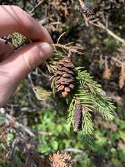 Picea glauca