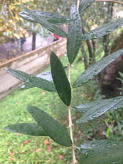 Olea europaea