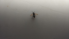 Brachygastra mellifica