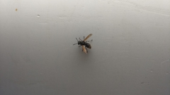 Brachygastra mellifica