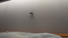 Brachygastra mellifica