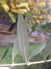 Olea europaea