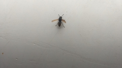 Brachygastra mellifica