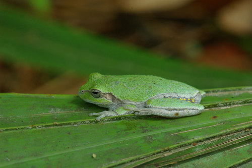 Pine Woods Tree Frog