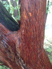 Arbutus